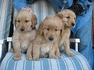 pups