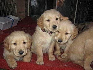 pups