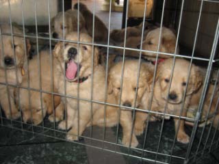 pups