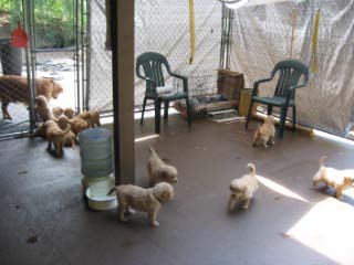 pups